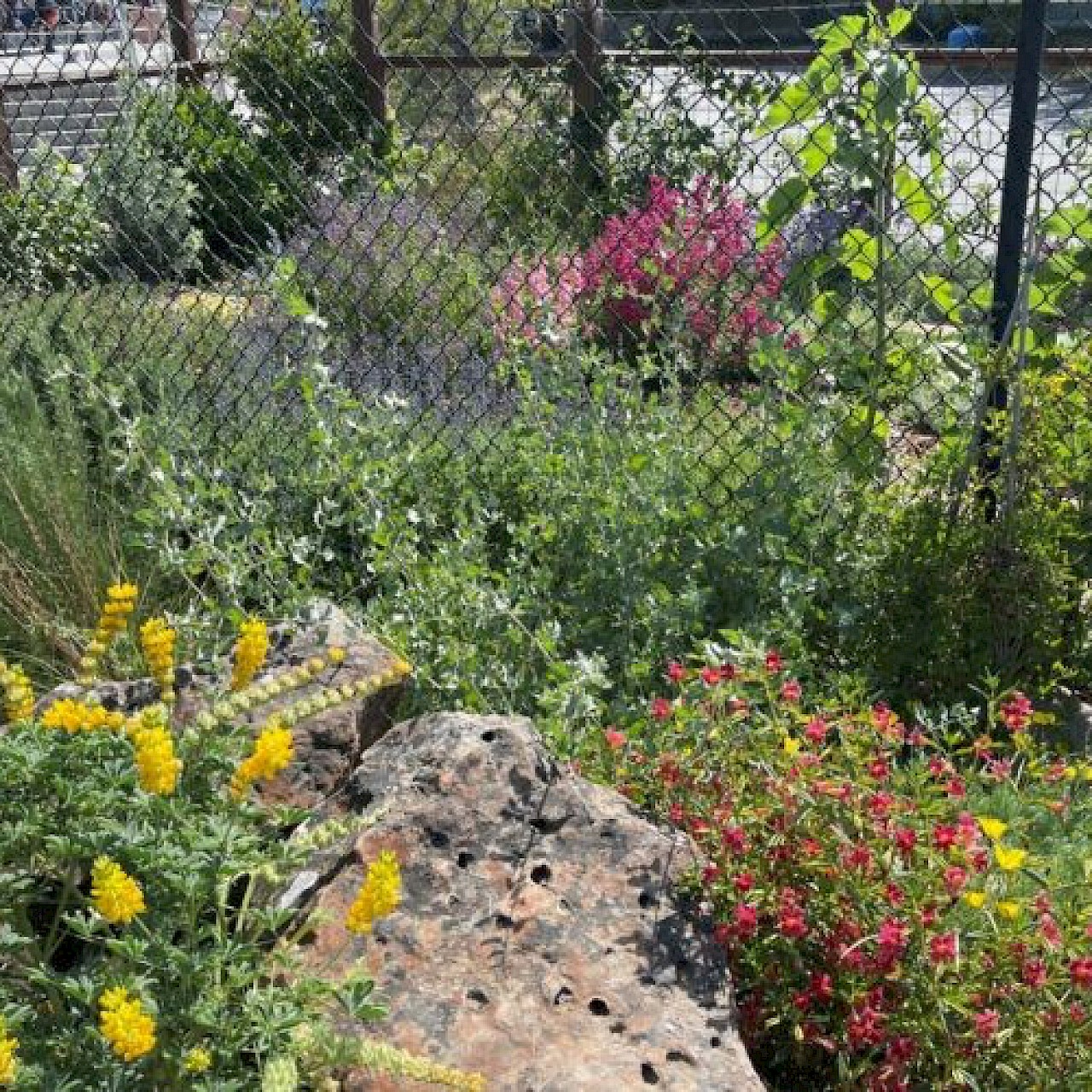 Neil Cummins Native Habitat Eco Friendly Garden Tour Corte Madera Neil Cummins Native Habitat Eco Friendly Garden Tour Corte Madera